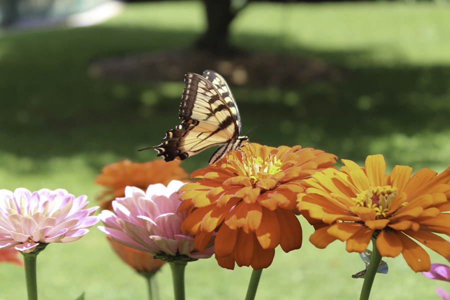 butterfly sits on colorful flowers