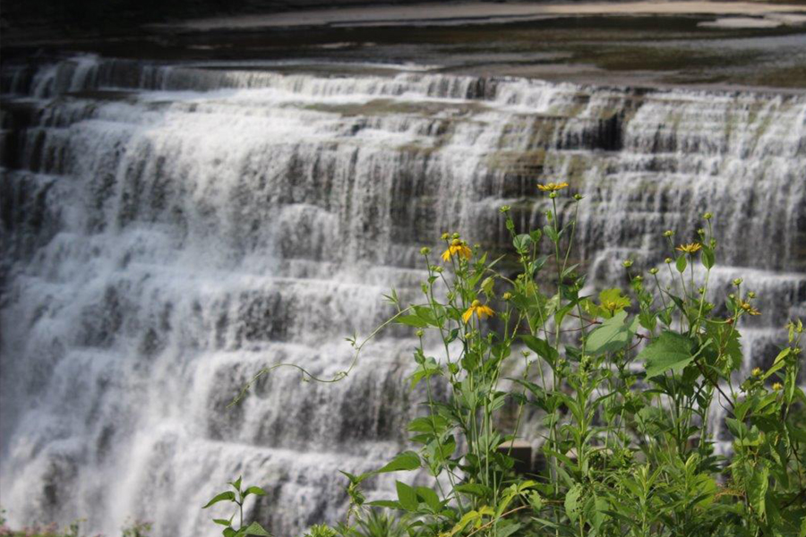 Waterfall in Letchworth State Park with flowers in foreground